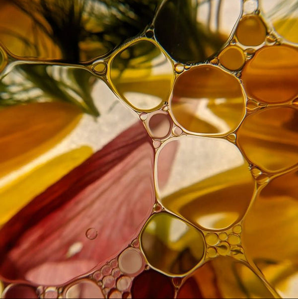Huile de jojoba